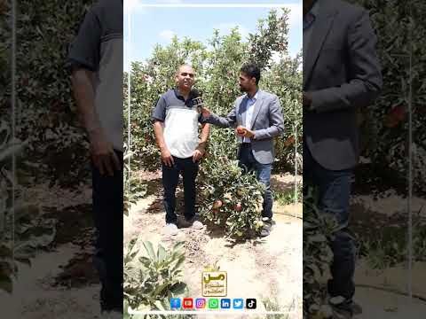 تفاح مصري