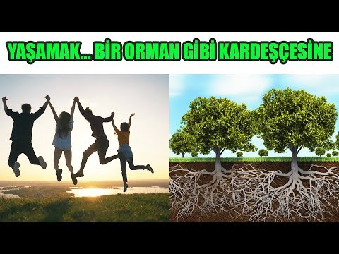 Yaşamak... Bir Orman Gibi Kardeşçesine - Holistik Düşünce