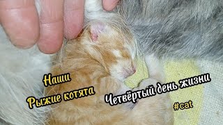 Нашим рыжим котятам 4 дня #животные #cat #котята #котики