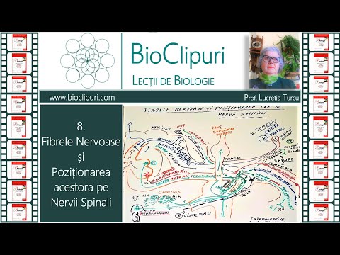 Video: Rolul Fibrelor Nervoase Periferice și Neurotransmițătorii Acestora în Cartilaj și Fiziologie Osoasă și Fiziopatologie