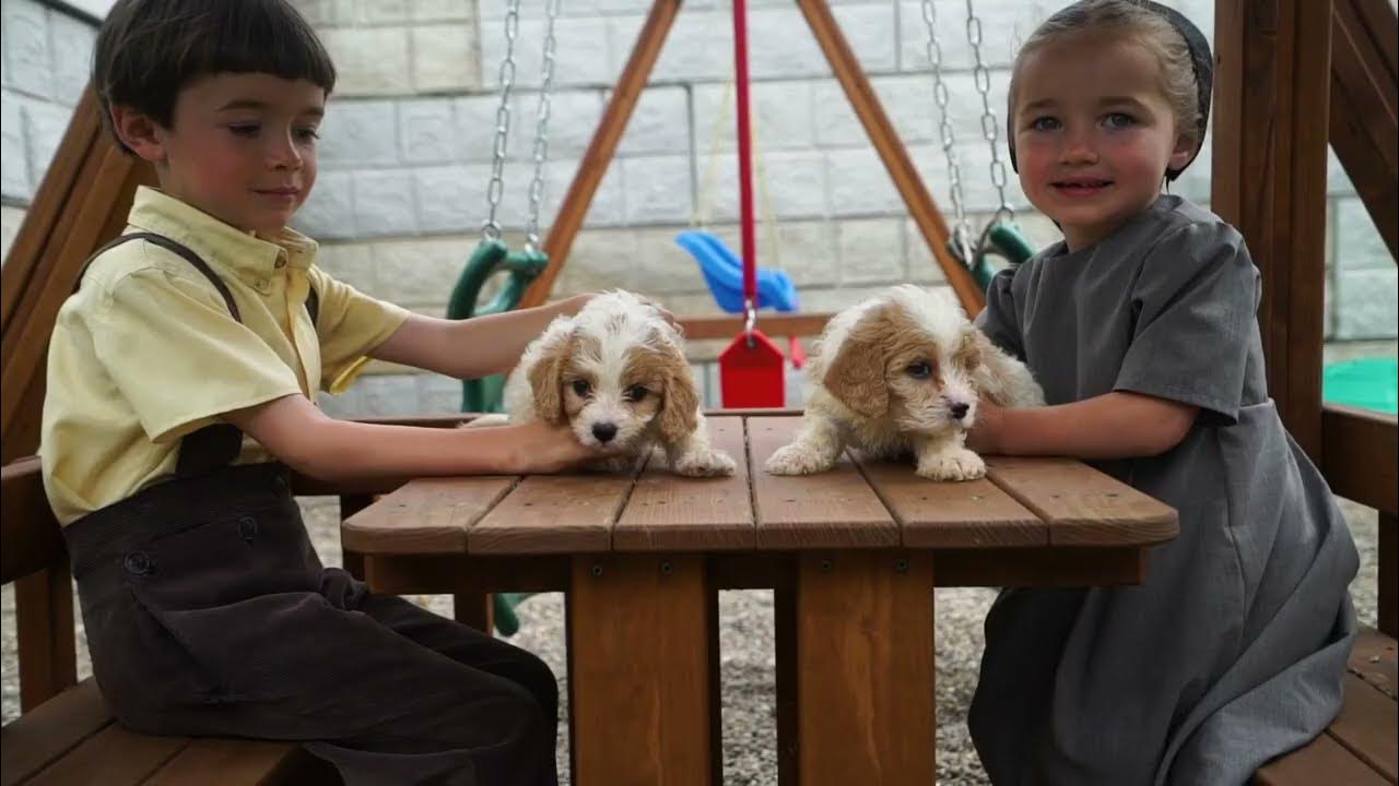 Shady Hill Kennel, a Proud Petland Breeder Petland Parma 🧡 YouTube