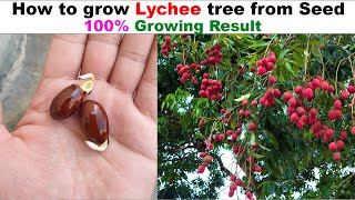 How to grow Lychee Plant at home - The Easiest Way to Grow Lychee From Seeds