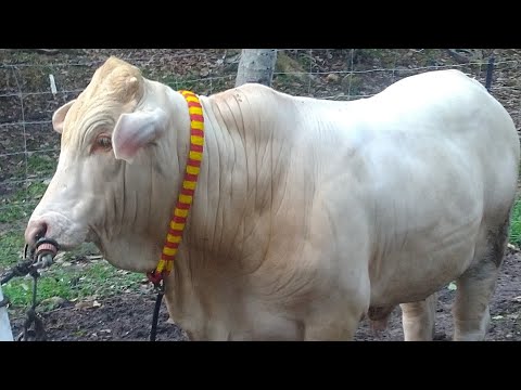 CARA-CARA membuat kalung atau tali leher untuk ternakan lembu, kerbau, kambing