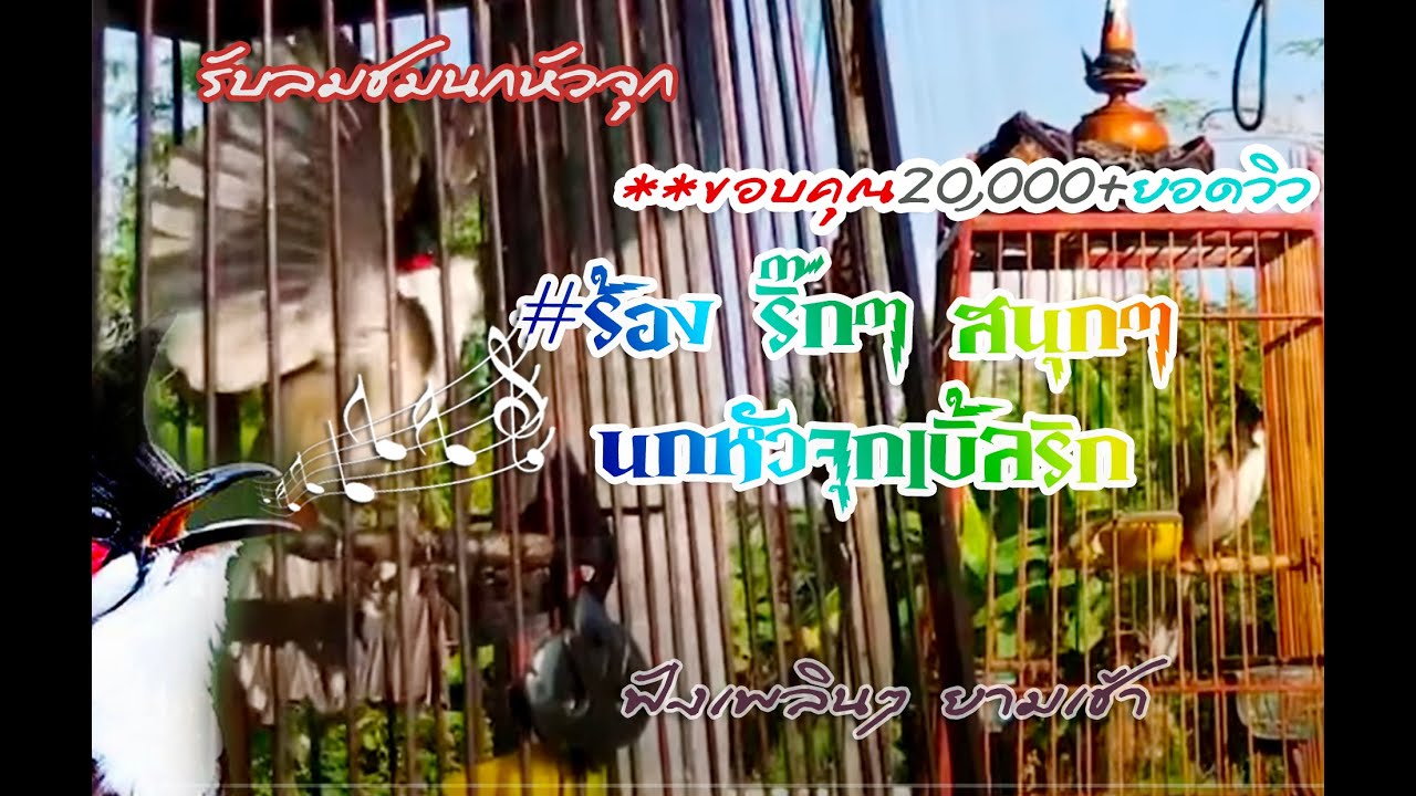 #เสียงนกกรงหัวจุก พบกันทุกที่ ริ๊กสนุกๆ ขอบคุณ20,000+ยอดวิว#รับลมชมนกหัวจุก#นกกรงหัวจุกเบิ้ลริก