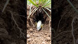 “This Is What a Bug Sees Underground (Real Scientific POV Footage)”