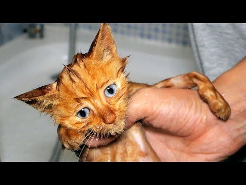 Video: Gato Mayor Abandonado Con Esteras Severas Tiene Una Transformación Increíble