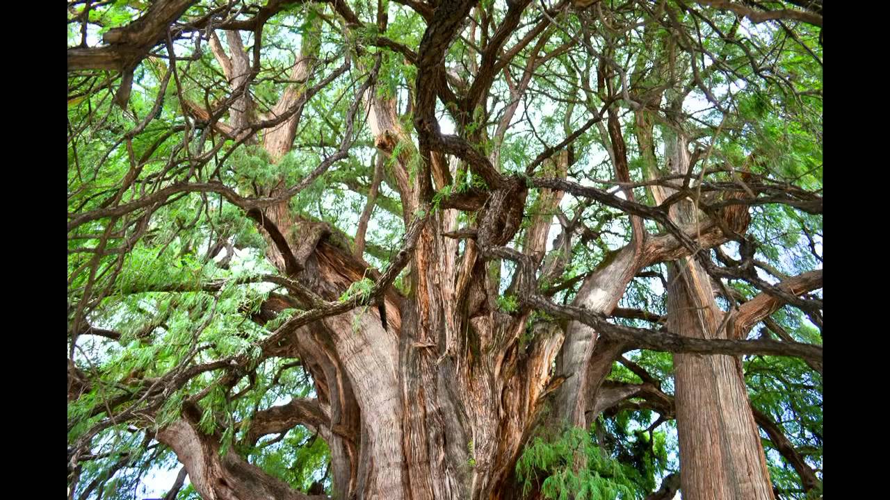 Los árboles con los troncos más gruesos del planeta - Forestal Maderero