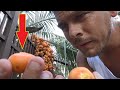 Amazing secret fruit hanging from palm trees 