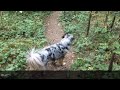 The Dog is the Boss