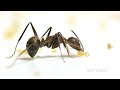 Ants Eating Banana | Relaxing Music