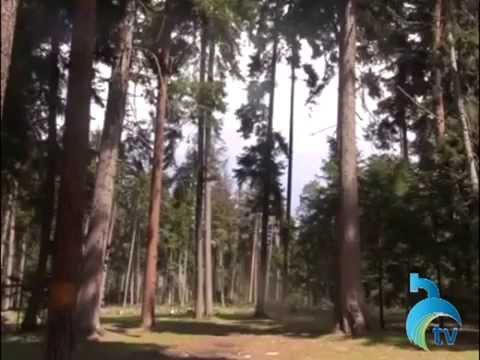 სანიტარული ჭრები პლატოს ტყეში, დაზიანებული  ხეების  ე.წ \"გაქერქვა\" და ქერქის განადგურება