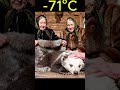 At −71°C in a Siberian Forest, They Rescued a Freezing Bear Cub…🐻❄️ #animalrescue #wildliferescue