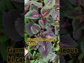 pinching karne se podha ghana hota hai #coleusplant#garden#youtubeshorts#ytshorts#gardening#plants