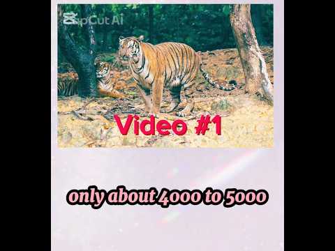 Only 4k to 5k tigers are left in world#serious issues#wild lifeshorts