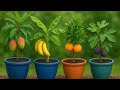 How to grow Mango tree , how to grow banana , how to grow orange , how to grow fig at home #shorts