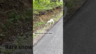 The deer's unusual behavior🦌#deer #wildlife #cute #fyp #foryou #animals