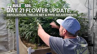 BuildASoil: 10x10 Series // Day 21 Flower Update, Defoliation, Trellis Net & PPFD Adjustments