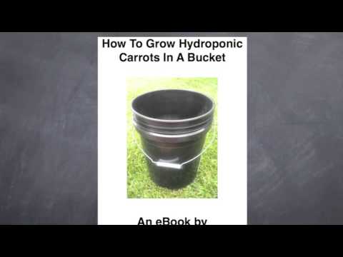 How To Grow Hydroponic Carrots in a Bucket