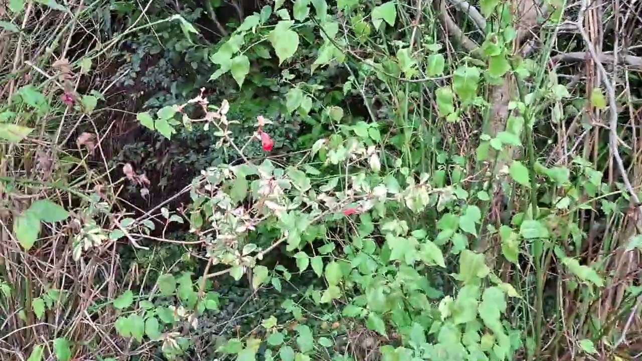Forsythia to flowering quince blooms