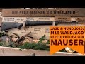 Jagd & Hund 2020: Mauser M18 Waldjagd - Die Büchse für die Jagd in dichtem Gelände