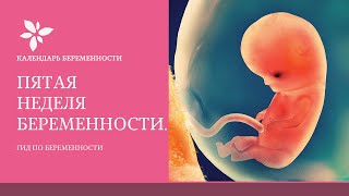 5 Неделя Беременности | Календарь Беременности.  Эмбрион