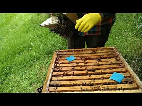 Varroa behandling og dronning skift.