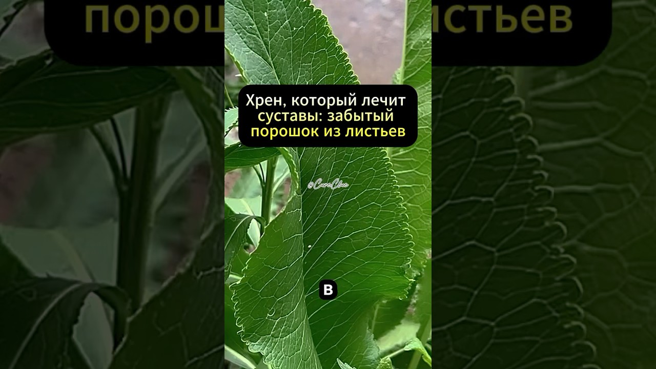 Порошок из хрена: очищает сосуды, лечит суставы, укрепляет иммунитет 