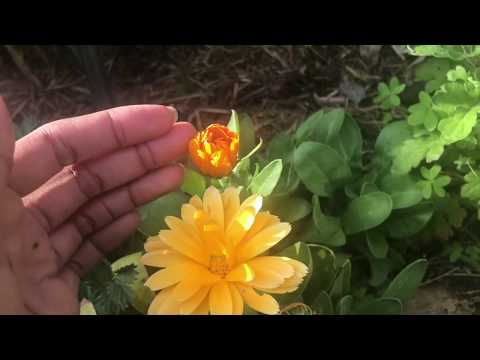 ASMR FRENCH🌻 LES PLUS BELLES FLEURS D'AUSTRALIE🌻DÉCOUVERTE