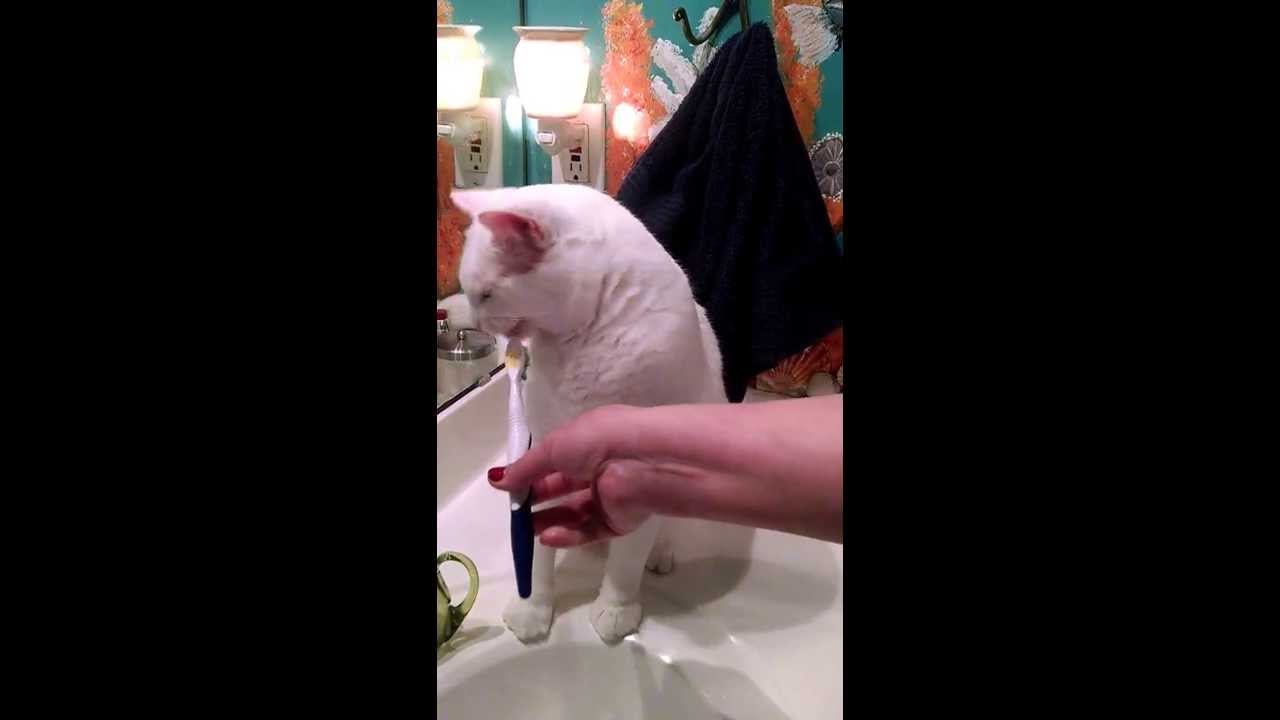 Crazy video! Cat brushes his teeth! YouTube