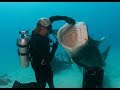 Tiger Shark Madness in the Bahamas