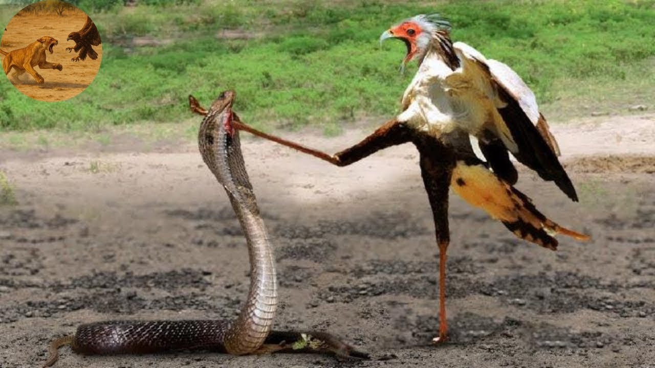 Death Kick | The Secretary Bird Strikes Down the King Cobra with a Single Kick! | Animal documentary