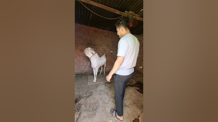 Bakra Mentality 😍 Eid ul Adha 2025🐐 #goat #bakra #shorts #bakraeid