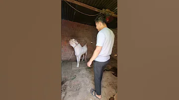 Bakra Mentality Eid Ul Adha 2025 Goat Bakra Shorts Bakraeid 