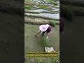 Amazing Hard Work for a Healthy Rice Harvest | Traditional Rice Planting in the Muddy Fields