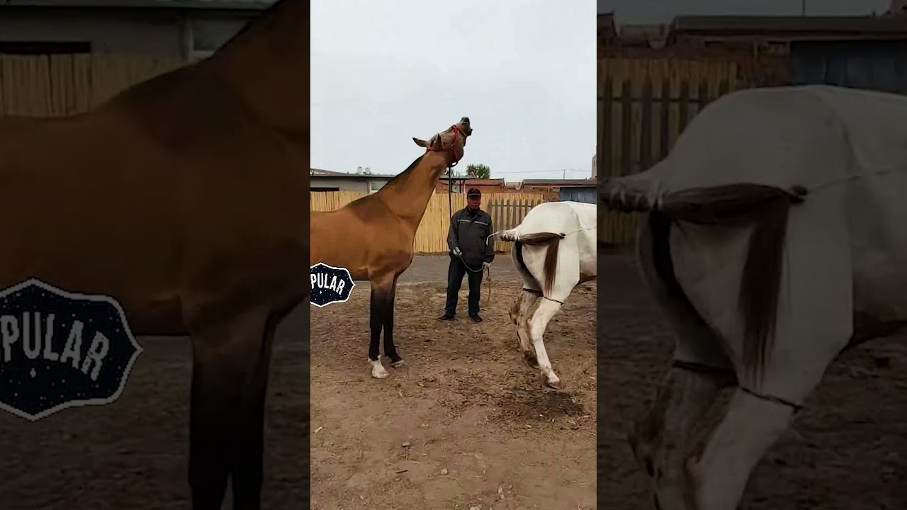 The golden horse is about to start his task soon!