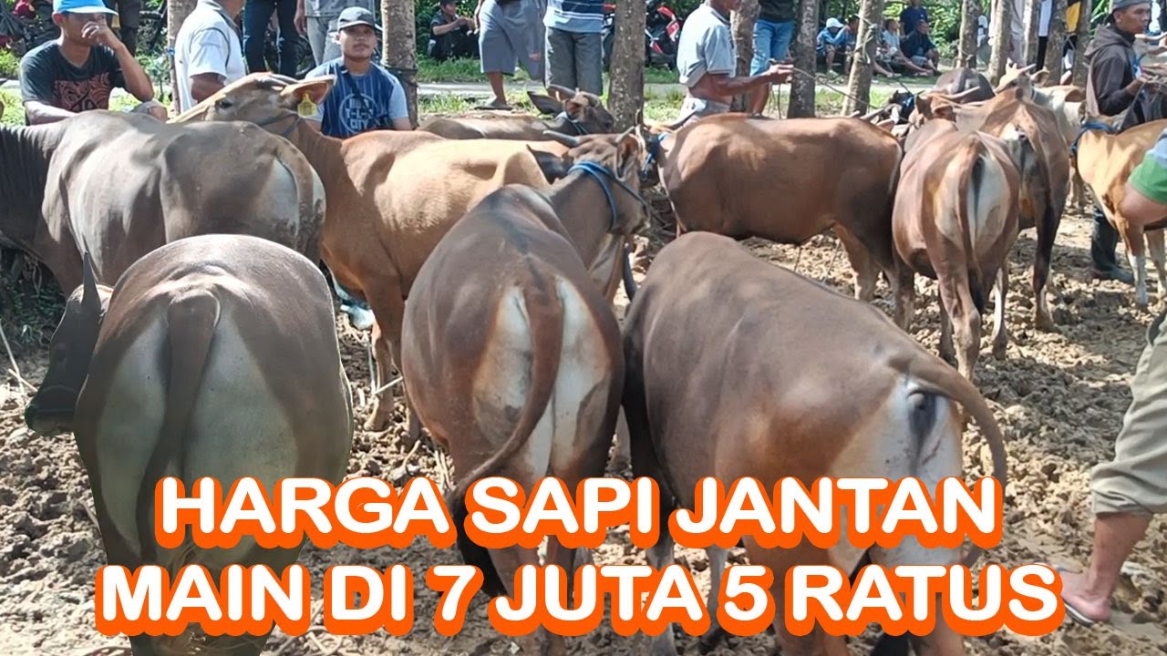 MAIN DI 7 JUTA 500 | HARGA SAPI JANTAN | Pasar Sapi Gorontalo, Pasar Hewan Gorontalo