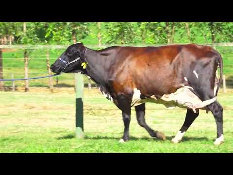 LOTE 38   JORNALISTA FIV HUGO CABO VERDE   1102BZ