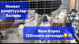 Кут кабар Ноокат базары, Канаттуулар базары Тоок,Индук,Өрдөк,Көгүчкөн