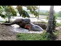 Villagers surprised with the sight of giant Elephant at their door step &amp; hurried to save its life