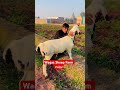 پرندہ #youtubeshorts #viral #unfrezzmyaccount #trending