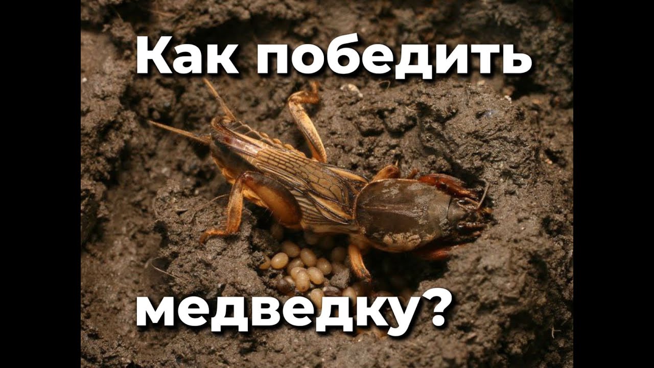 Вся правда о медведке!