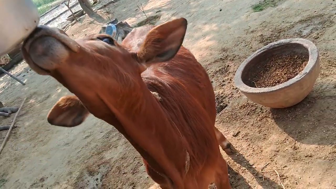 #काशू के साथ #छूपमछूपायी#गांव #vlog 