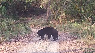 Bear at Chitwan National Park | animal at Chitwan| jungle safari in Nepal | Nepal wildlife tour