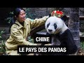 Le royaume des pandas  sichuan  chine  documentaire voyage  amp