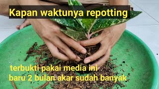 Kapan waktunya repotting aglonema aglonema aglo semiaglao flowers