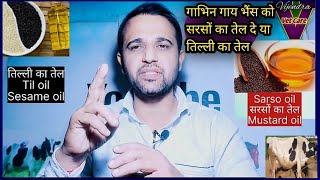 Download Lagu गाभिन गाय भैंस को सरसों का तेल दे या तिल्ली का तेल||सबसे ज्यादा फायदा किस तेल में||