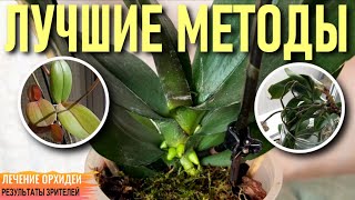 видео: ❗️ЛУЧШИЕ МЕТОДЫ ЛЕЧЕНИЯ ОРХИДЕЙ С РЕЗУЛЬТАТОМ 👍! НАРАЩИВАЕМ КОРНИ И ВОССТАНАВЛИВАЕМ ЛИСТЬЯ-ТРЯПОЧКИ! картинка: ❗️ЛУЧШИЕ МЕТОДЫ ЛЕЧЕНИЯ ОРХИДЕЙ С РЕЗУЛЬТАТОМ 👍! НАРАЩИВАЕМ КОРНИ И ВОССТАНАВЛИВАЕМ ЛИСТЬЯ-ТРЯПОЧКИ!