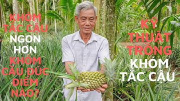 Khóm Tắc Cậu ngon hơn khóm Cầu Đúc ở điểm nào? - Kỹ thuật trồng khóm Tắc Cậu dưới tán cây cau