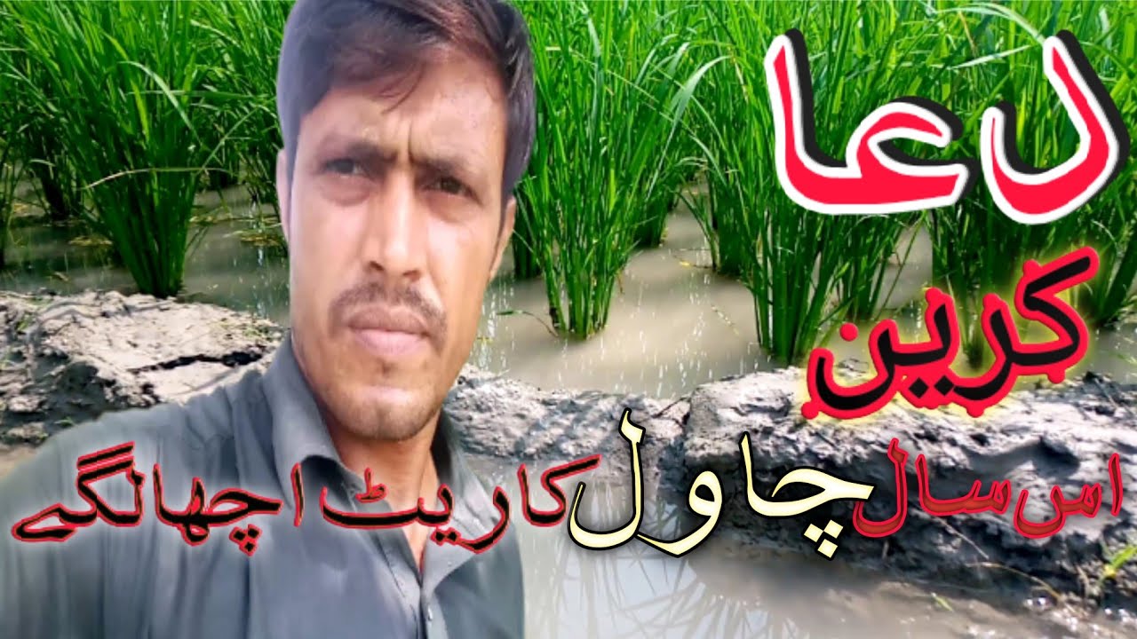 Dua Karain Is Saal Chawal Ka Rait Acha Rahay Pray That The Rate Of dua-karain-is-saal-chawal-ka-rait-acha-rahay-pray-that-the-rate-of