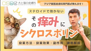 【犬と猫の皮膚科】一度試して欲しい！！猫さんの皮膚の痒みにステロイドで効果が出ない子にはシクロスポリンをやってみて！  薬の種類・欠点等皮膚科専門医がt徹底解説！【皮膚科専門医】